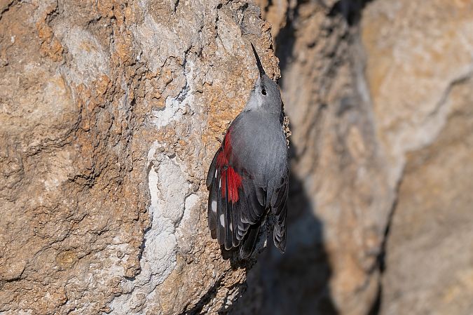 Picchio muraiolo  - Pier Podavini