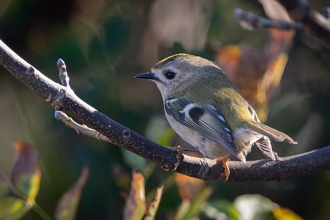 Regolo  - Pier Podavini