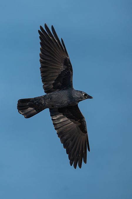 Taccola  - Pier Podavini