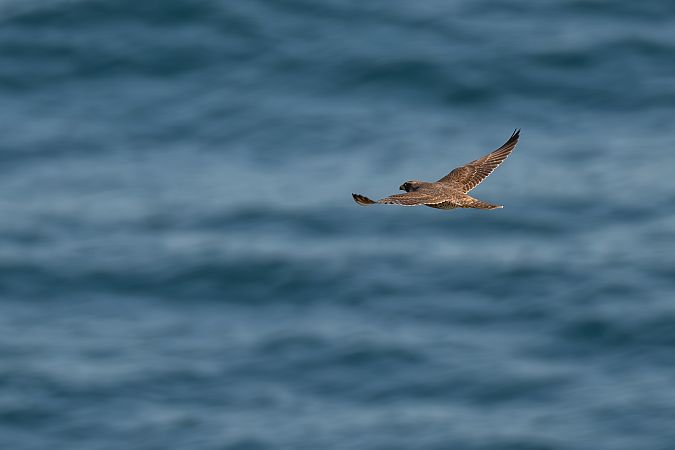 Falco pellegrino  - Pier Podavini