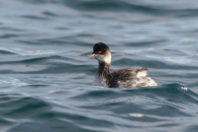 Svasso piccolo  - Pier Podavini
