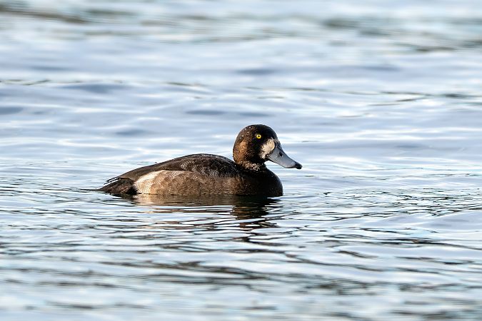 Moretta grigia  - Pier Podavini