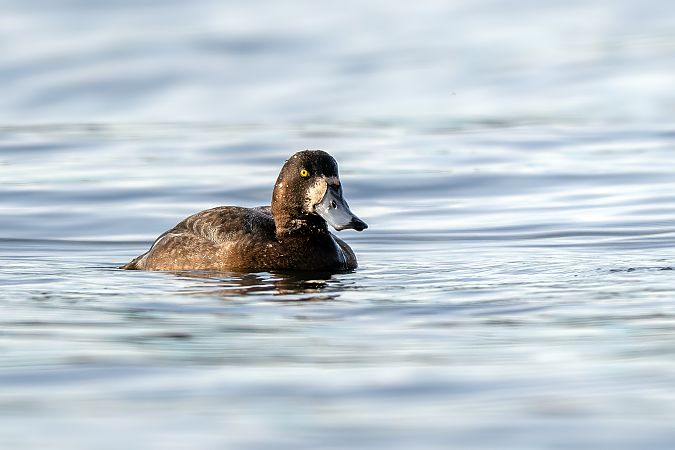 Moretta grigia  - Pier Podavini
