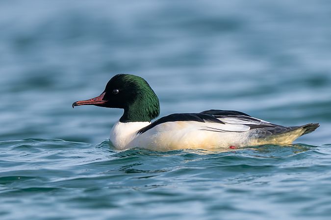 Smergo maggiore  - Pier Podavini