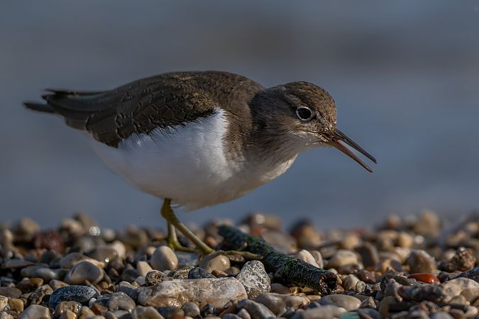 Piro-piro piccolo  - Pier Podavini