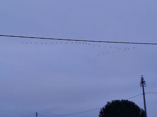 Fenicottero  - Alessandro Riga