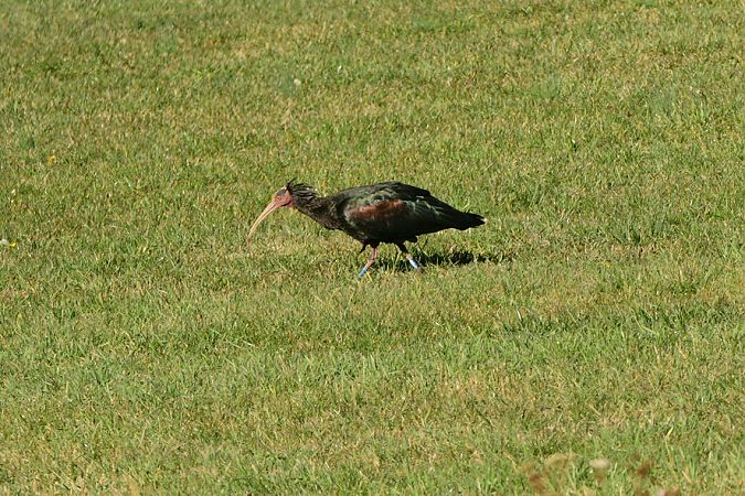 Ibis eremita  - Ettore Ruggeri