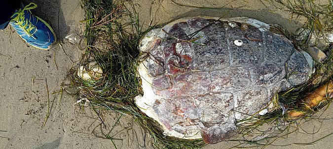 Tartaruga caretta  - Osservatorio Biodiversità Rafvg (FVG)