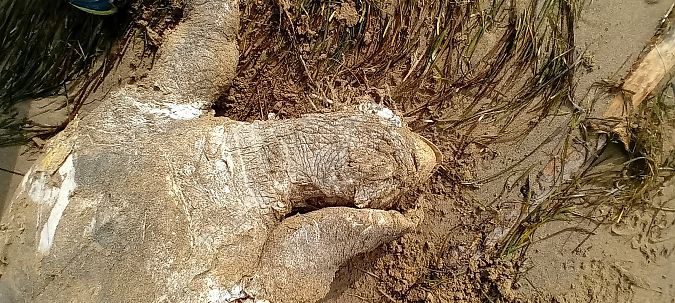 Tartaruga caretta  - Osservatorio Biodiversità Rafvg (FVG)