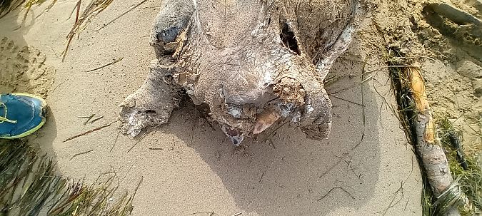 Tartaruga caretta  - Osservatorio Biodiversità Rafvg (FVG)