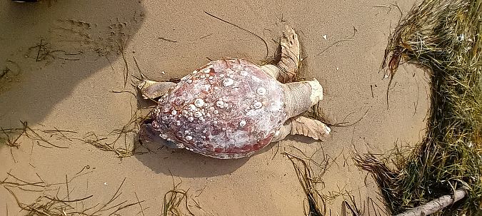 Tartaruga caretta  - Osservatorio Biodiversità Rafvg (FVG)