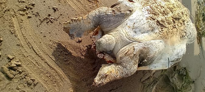 Tartaruga caretta  - Osservatorio Biodiversità Rafvg (FVG)