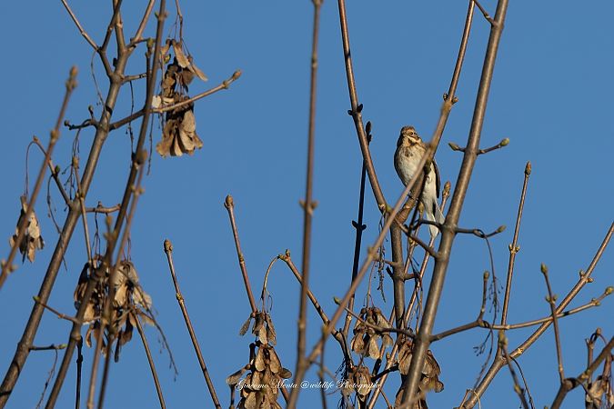 Rohrammer  - Osservatorio Biodiversità Rafvg (FVG)