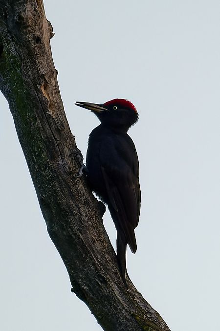 Picchio nero  - Stefano de Rosso