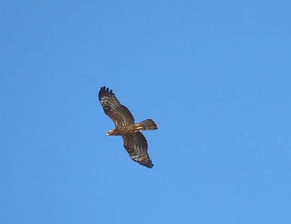 Falco pecchiaiolo  - Andrea Tarozzi