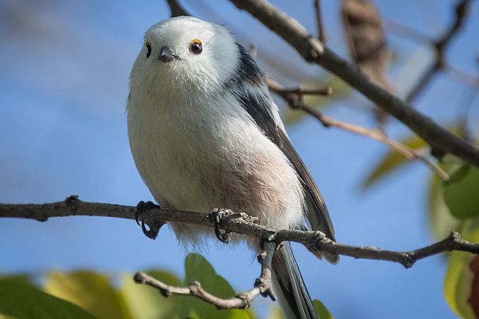 Codibugnolo testabianca  - Simone Scognamiglio