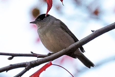 Capinera  - Maurizio Parenti