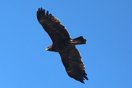 Aquila anatraia maggiore  - Maurizio Parenti