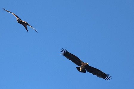 Aquila anatraia maggiore  - Maurizio Parenti