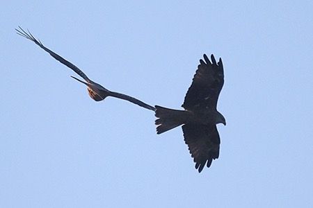 Milan noir  - Maurizio Parenti