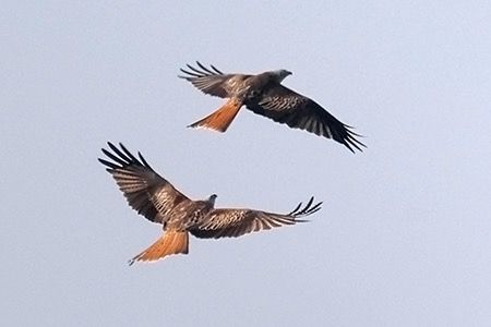 Nibbio reale  - Maurizio Parenti