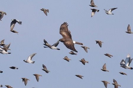 Albanella reale  - Maurizio Parenti