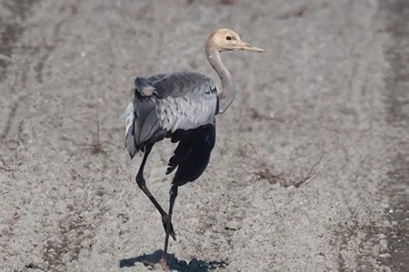 Grue cendrée  - Maurizio Parenti