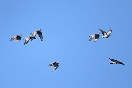 Colombella  - Maurizio Parenti