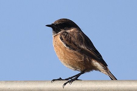 Saltimpalo comune  - Maurizio Parenti