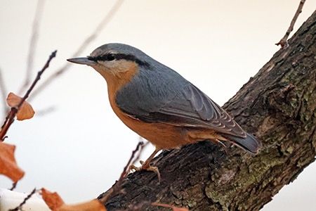 Picchio muratore  - Maurizio Parenti