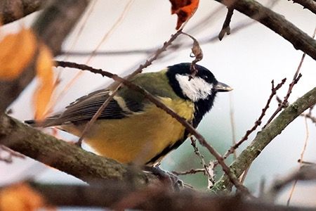 Cinciallegra  - Maurizio Parenti