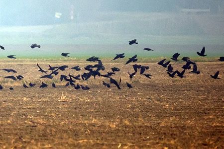 Taccola  - Maurizio Parenti