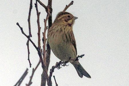 Migliarino di palude  - Maurizio Parenti