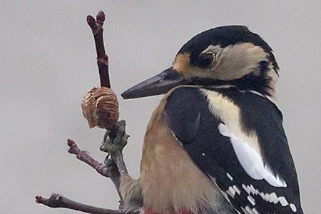 Ballerina gialla  - Maurizio Parenti