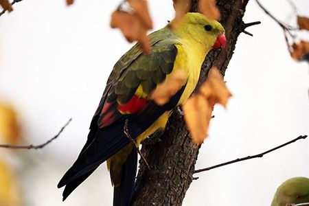 Individuo Specie non elencata  - Maurizio Parenti
