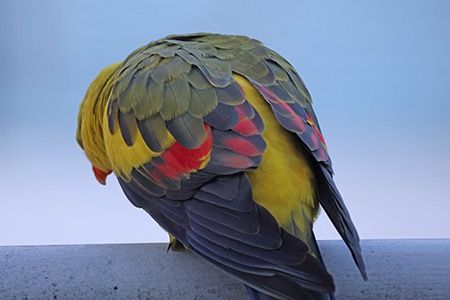 Individuo Specie non elencata  - Maurizio Parenti