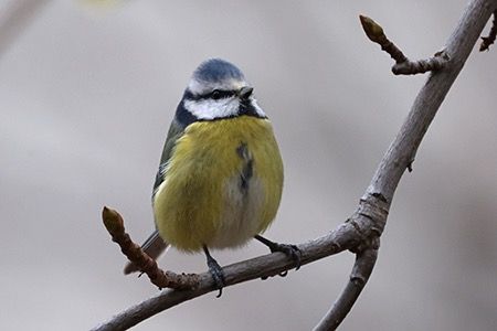 Cinciarella  - Maurizio Parenti