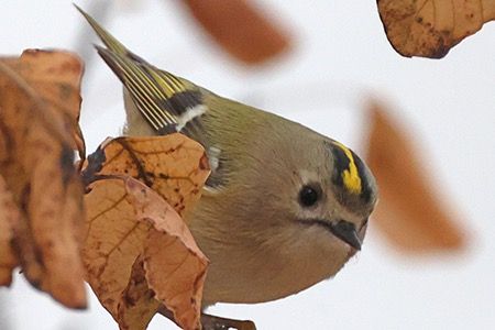 Regolo  - Maurizio Parenti