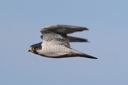 Faucon pèlerin  - Maurizio Parenti