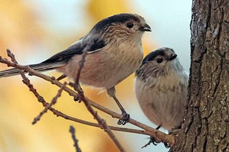 Codibugnolo  - Maurizio Parenti