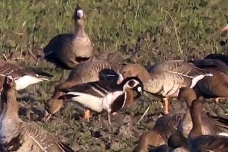 Oca collorosso  - Maurizio Parenti