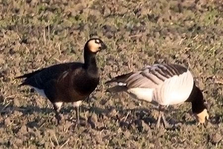 Ibrido di Oca indet . (Anser sp. o Branta sp.)  - Maurizio Parenti
