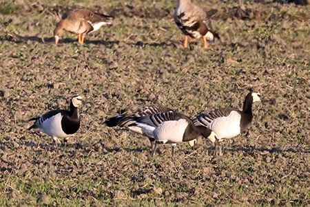 Oca facciabianca  - Maurizio Parenti