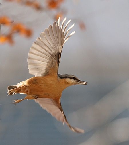 Picchio muratore  - Maurizio Parenti