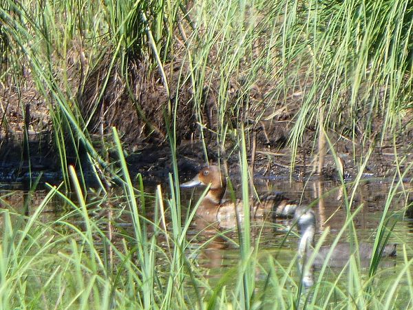 Moretta tabaccata  - Theodore Margaroli