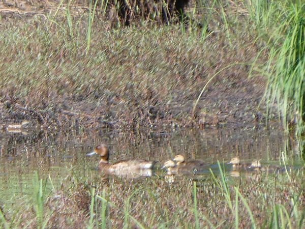 Moretta tabaccata  - Theodore Margaroli