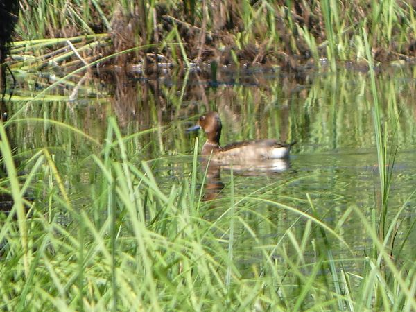 Moretta tabaccata  - Theodore Margaroli