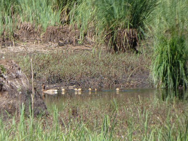 Moretta tabaccata  - Theodore Margaroli