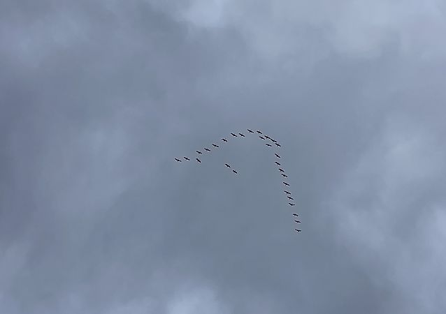 Gru  - Antonio Patteri