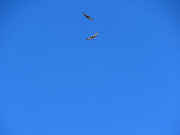 Aquila reale  - Dario Donzelli